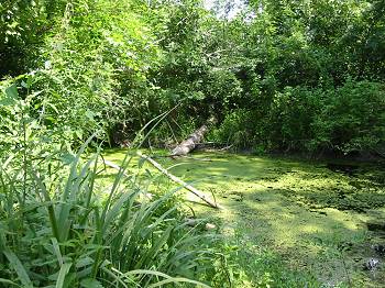 Marais de St Trojan